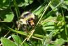 Bombus sylvarum